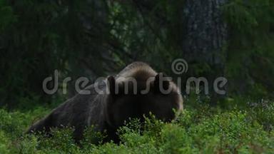 4K. 夏天森林里的棕熊。 <strong>青松</strong>林自然背景.. 科学名称：Ursusarctos。 自然栖息地。 夏季